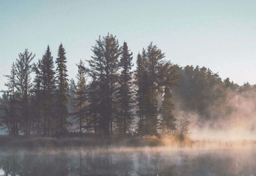 Nadelwald im Nebel - Mood Foto