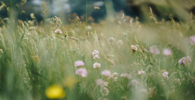 Blumenwiese - Mood-Foto