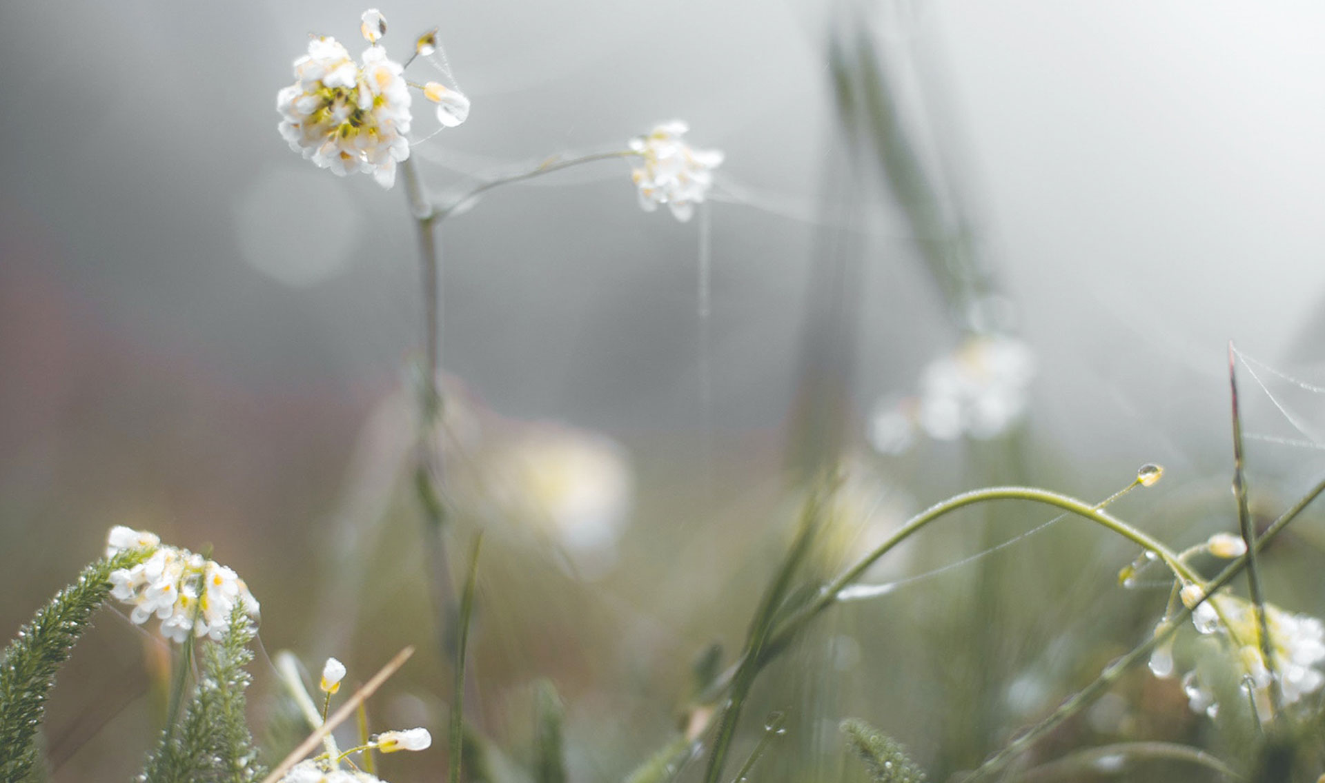 Blüten Nahaufnahme - Mood-Foto