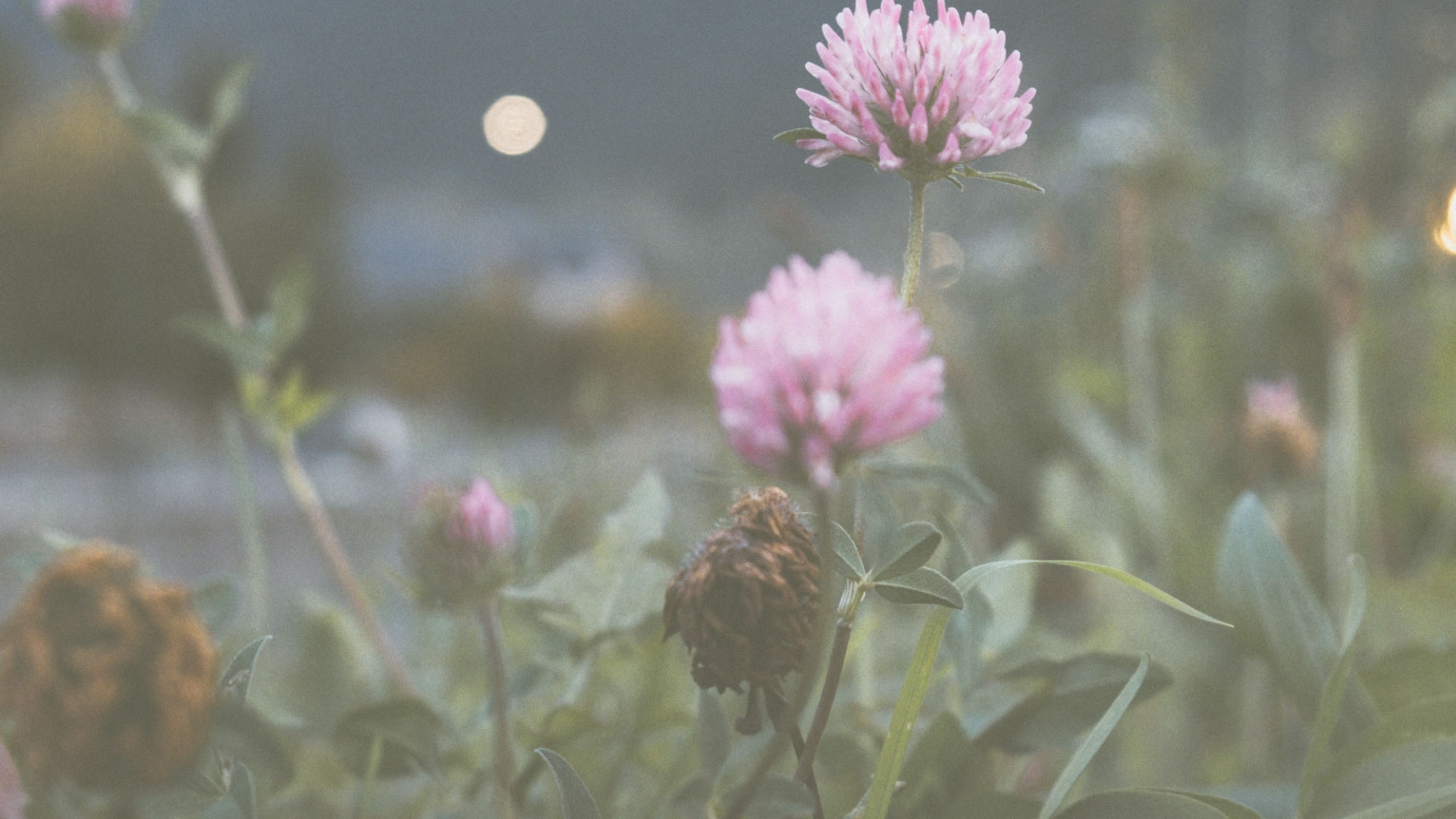 Blüten Nahaufnahme – Mood Foto Entspannung und Regeneration